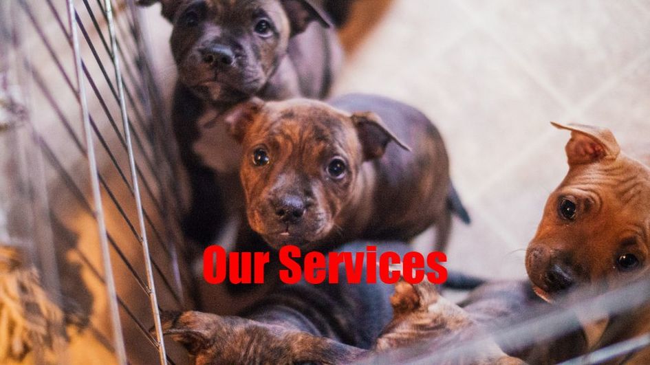 Our Services - Mesquite Veterinary Hospital